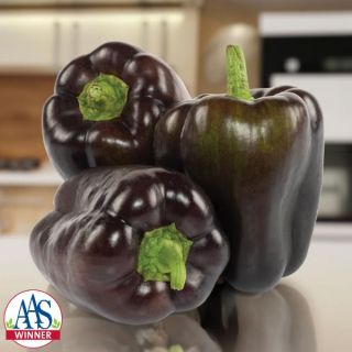 Dragonfly Pepper Thumbnail